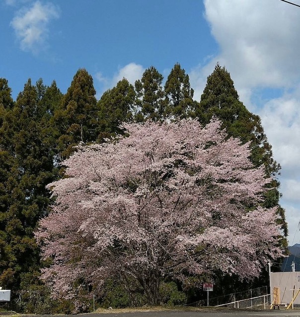 熊野桜